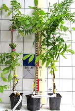 Wisteria /Blauregen,  Sorte: "Multijuga" /  "Macrobotrys", veredelte Pflanze