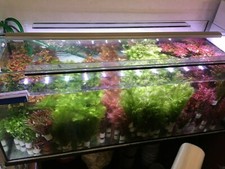 Wasserpflanzen Set 6 dicke