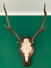 Geweih Rotwild - Hirsch, sehr