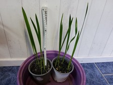 Dattelpalme Deglet Nour  (11