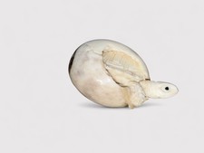 Netsuke Schildkröte aus einem