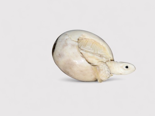 Netsuke schildkröte aus einem - netsuke,