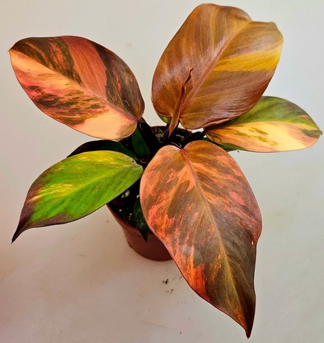 Philodendron mccolley finale - philodendron,
