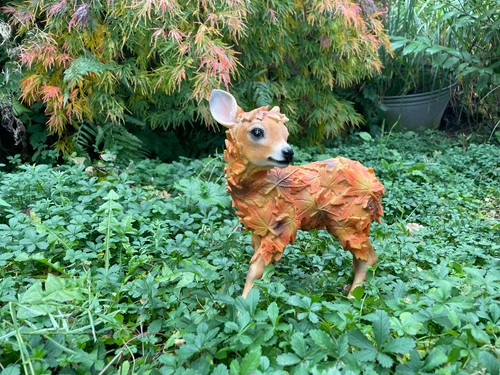 Reh kitz herbst - ,