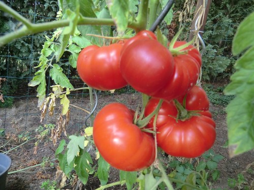 Tomatensamen ikarus - tomatensamen,