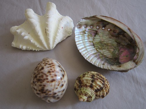 Muscheln kaurischnecke - 4, x