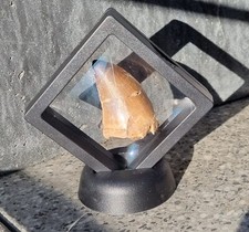 Echter Mosasaurus Zahn