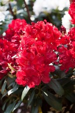 Rhododendron Hybr. 'Erato'