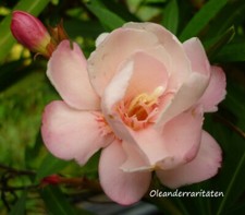 3x Oleander Stecklinge ROSARIO apricot/lachsfarbene Blüten gefüllt duftend