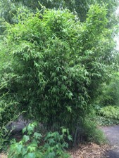 Schwarzer bambus fargesia - bambus,