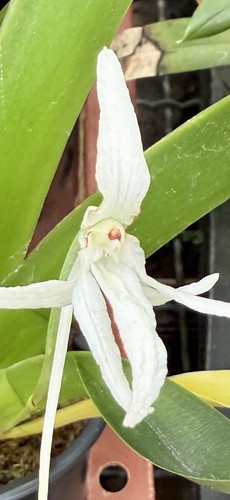 Jumellea species white - jumellea,