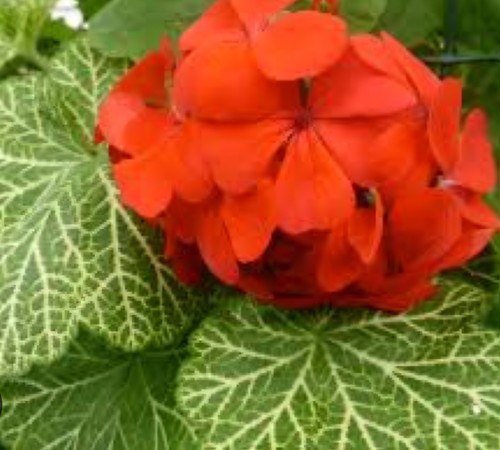 Pelargonie geranie wantirna - pelargonie,