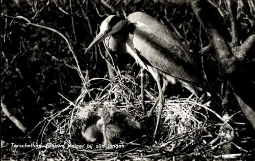 Graureiher nest - graureiher,,