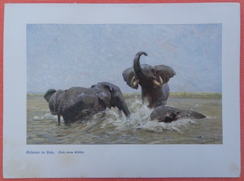Elefanten bade elephantidae - elefanten,