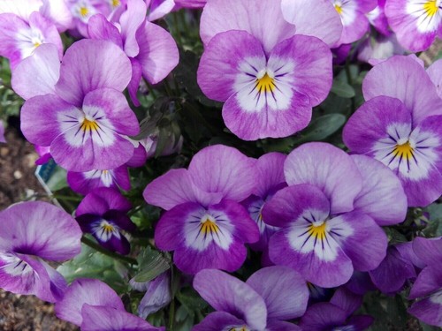 Hornveilchen viola cornuta - *,