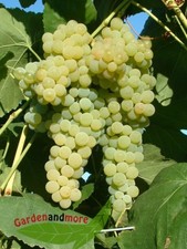 kernlose Wein-Tafeltraube