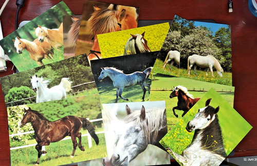 Tierpostkarten pferde 12 - tierpostkarten,