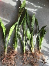 Sansevieria Bogenhanf 5 Stk. Topfpflanze 