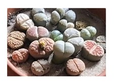 20x Lithops sp. Mix Sukkulenten Lebende Steine Pflanzen - Samen A417