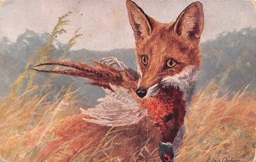 785311 tiere jagd fuchs - 785311),