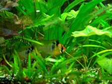 50 Wasserpflanzen + 4 Topf + Mooskugeln + Javamoos uvm.