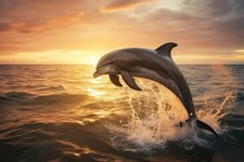 Wandbild: Delphin springt