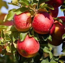 Säulenapfel `Sonate ®´, kräftig, kübelgeeignet, 100-120 im 10-Liter Topf