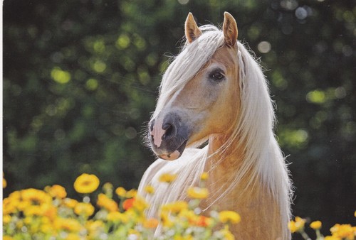 Horse pferde tolle - horse, *