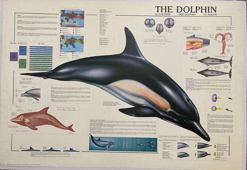 Der delfin entworfen von l - der,