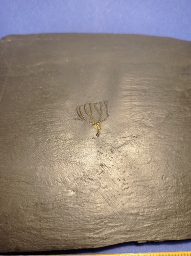 Bundenbach seelilie crinoid - seelilie,
