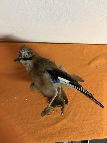 Tier vogel ausgestopft - tier,