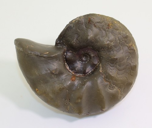 Ceratit ceratites - ceratit,,