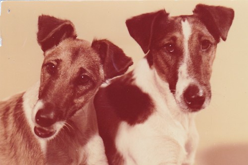 Foxterrier terrier - foxterrier,