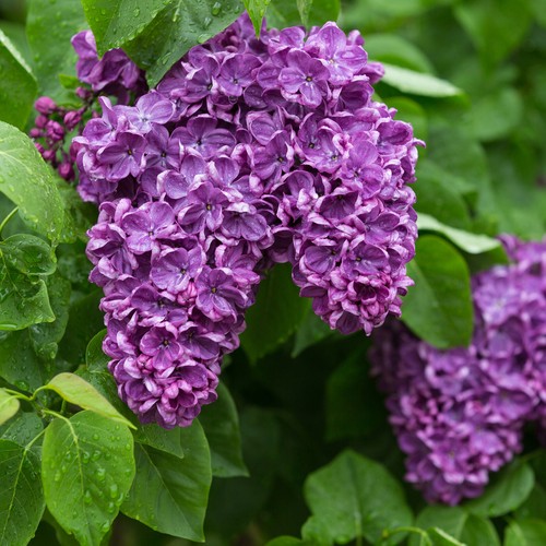 Gewöhnliche flieder syringa - flieder,