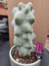 Lophocereus schottii monstruosus Caudex Cactus 