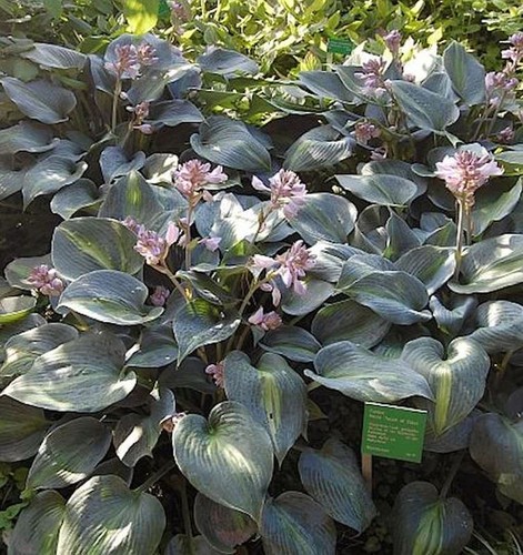 Funkie touch class hosta - of,