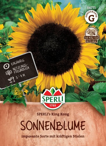 Riesen sonnenblume king - riesen-sonnenblume, kong'