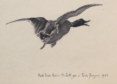 Fritz berger zeichnung ente - fritz,