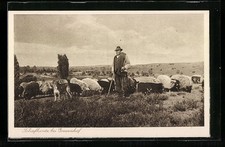 Ansichtskarte Grevenhof, Schafherde mit Schäfer 
