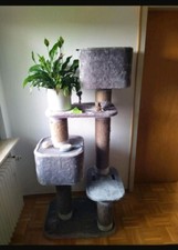 Nobby Kratzbaum LOANO