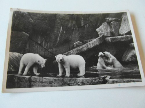 Orig foto hagenbecks - orig.foto.ak, k.hagenbecks