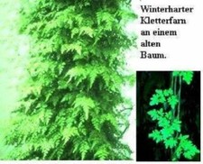Kletterfarne winterhart