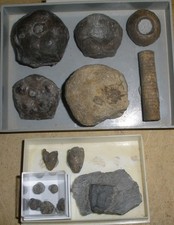 Crinoiden sammlung eifel - crinoiden,