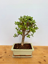 Zimmerbonsai Bonsai Jadebaum