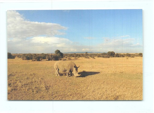 Postkarte nashorn - 1,