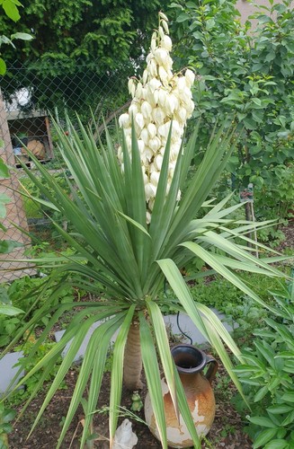 Yucca palme gloriosa - palme, palmlilie