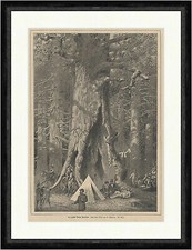 Der größte Baum Amerikas Manjura Mammutbaum Zelt Wald Fotograf Faksimile_E 18189