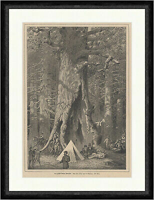 Der größte baum amerikas - größte,