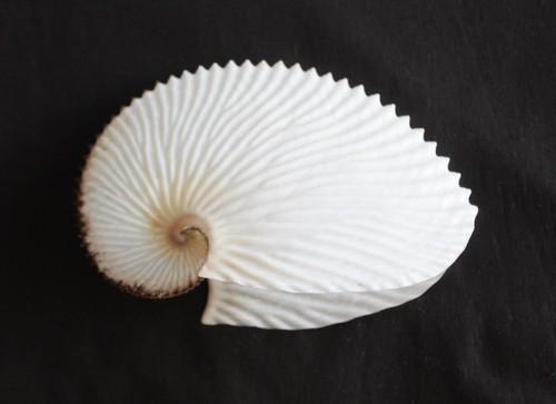 Paper argonaut muschel - argonaut", (aa4)