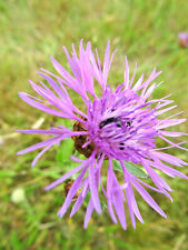 Centaurea jacea WIESEN-FLOCKENBLUME über 200 Samen Bienenweide
